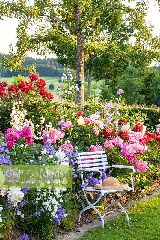 Straw hat on a white painted garden chair in front of a peony border with Paeonia lactiflora 'Bunker Hill', Paeonia Lactiflora 'Catharina Fontijn', Paeonia lactiflora Hybride 'West Elkton' and Campanula persicifolia var. grandiflora with Pyrus domestica behind