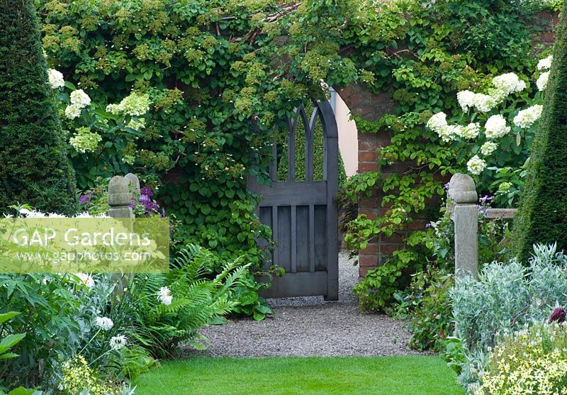 Wooden gate with Hydrangea Paniculata 'Unique' in pots, Leucanthemum 'Phyllis Smith' - shasta daisies