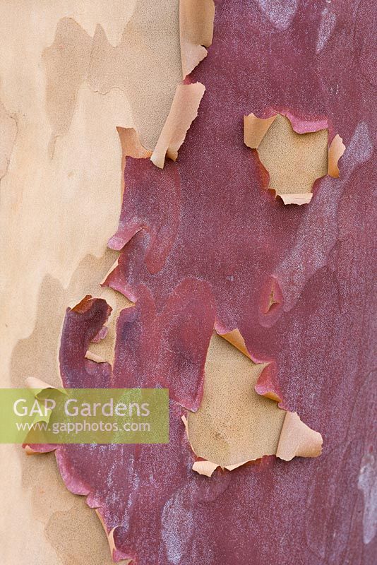 Close up of the peeling bark of Stewartia sinensis