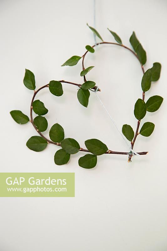 Heart shaped wreath made from two branches of Cotoneaster.