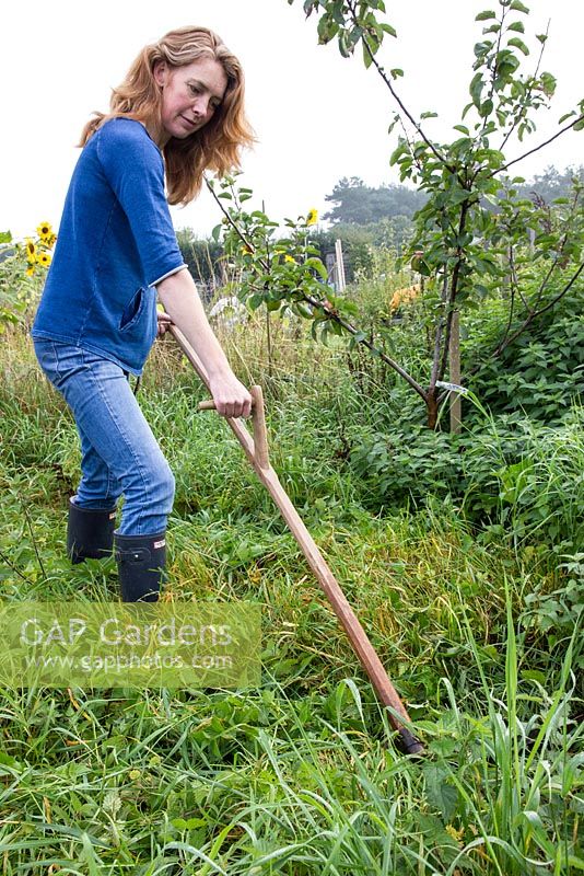 Lady using a turk handled scythe to cut grass and weeds on allotment