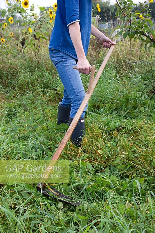 Lady using a turk handled scythe to cut grass and weeds on allotment