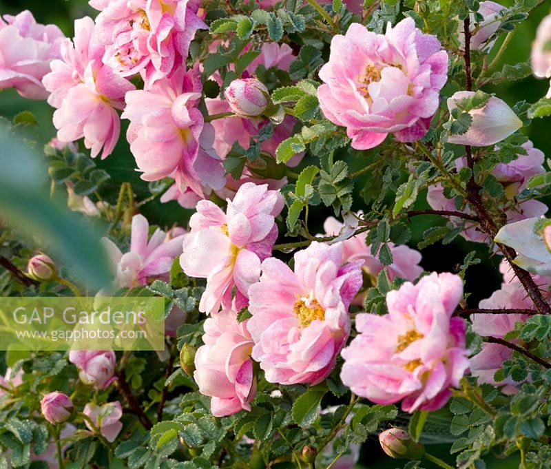 Rosa pimpinellifolia 'Marbled Pink'
