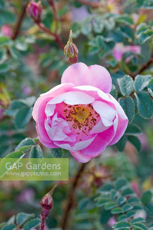 Rosa pimpinellifolia 'Falkland'