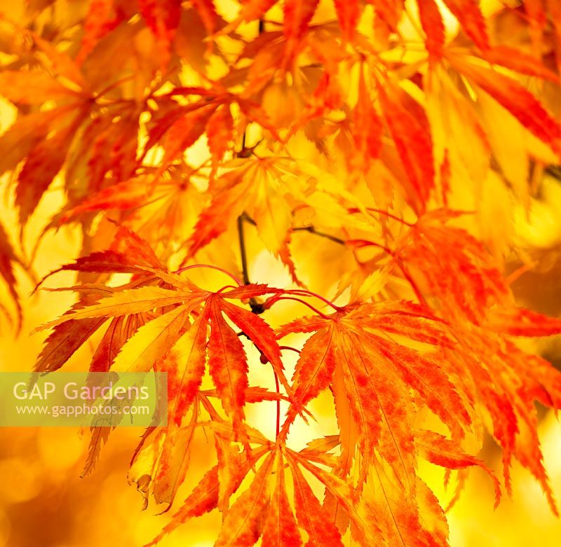 Acer Palamatum Elegans - Autumn colour 