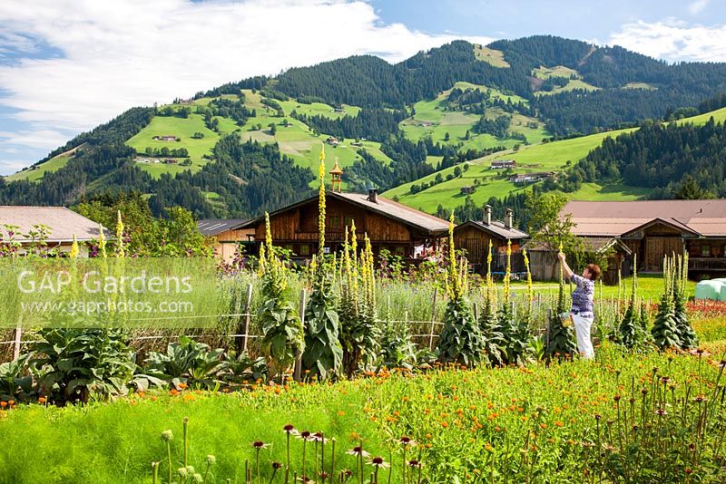 On an Austrian herb farm a woman is harvesting mullein flowers, in the background, typical houses and the landscape of the Alps. 