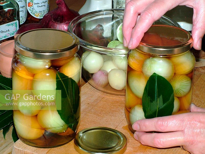 Putting screw lid on jar of shallots to seal in readiness for the pickling process