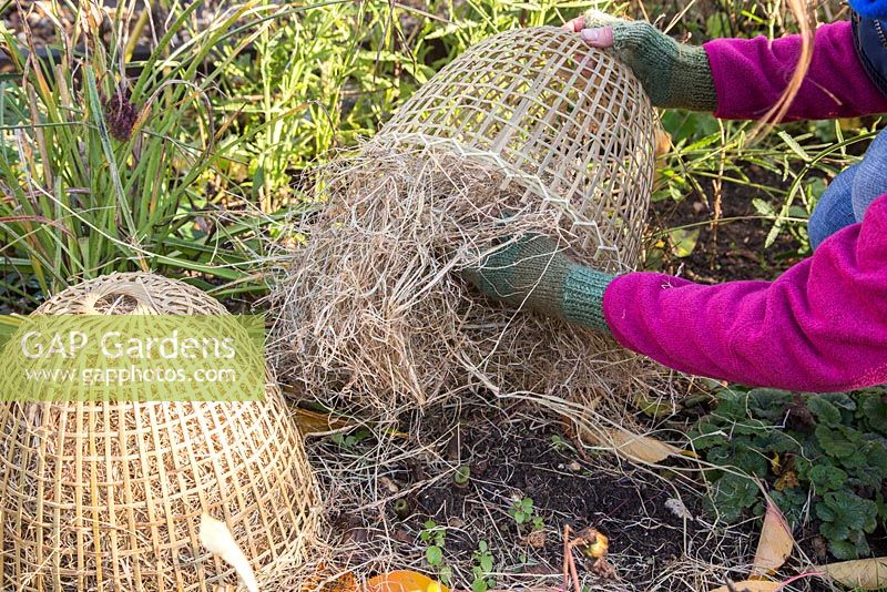 Winter protection. Cutting back Dahlia 'David Howard', covering with hand woven cloche and insulated with straw