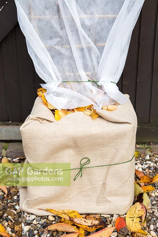 Winter protection. Wrapping base of Fig tree Ficus carica 'Brown Turkey' with hessian, filled with autumnal leaves for insulation and covered with Fleece to protect from frost.