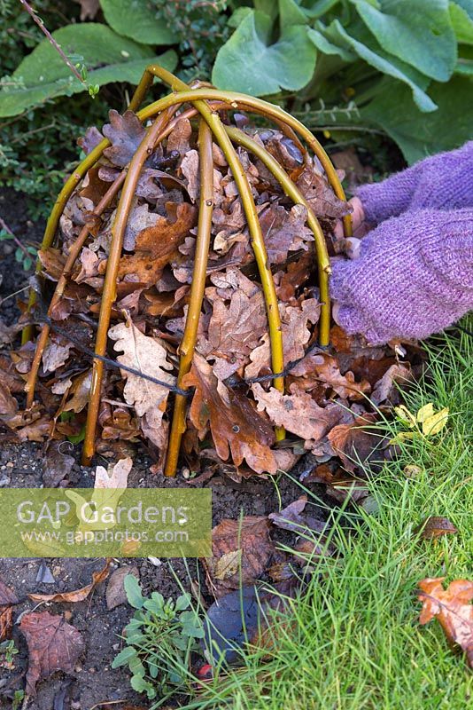 Winter protection. Creating a protective cloche for Dahlia 'Bishops Children'. Constructed from willow branches bent to shape and secured in ground, insulated with autumnal leaves.