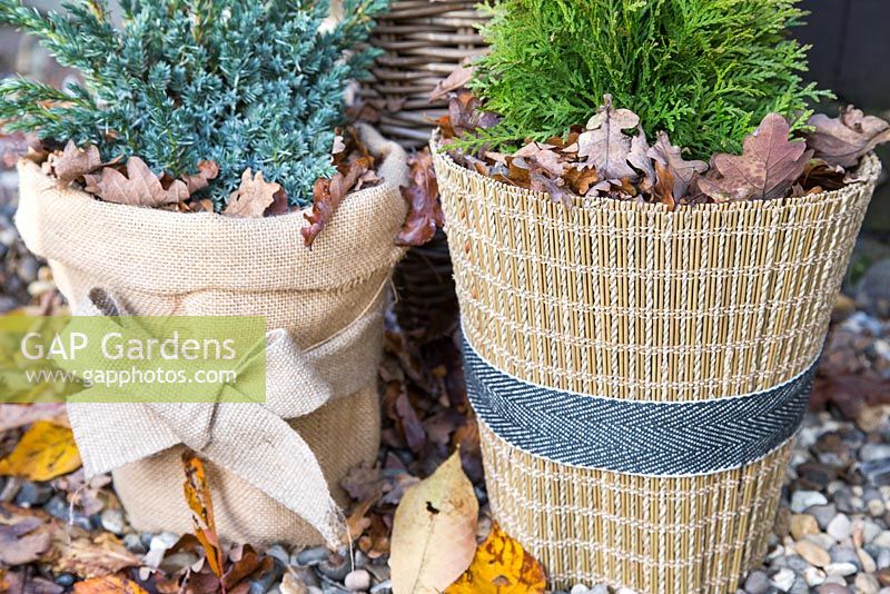 Winter protection. Plant pots wrapped with warm insulative material, filled with autumnal leaves to help insulate and keep warmth inside. Thuja occidentalis 'Danica', Juniperus squamata 'Blue Carpet' and Buxus