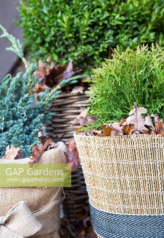 Winter protection. Plant pots wrapped with warm insulative material, filled with autumnal leaves to help insulate and keep warmth inside. Thuja occidentalis 'Danica', Juniperus squamata 'Blue Carpet' and Buxus