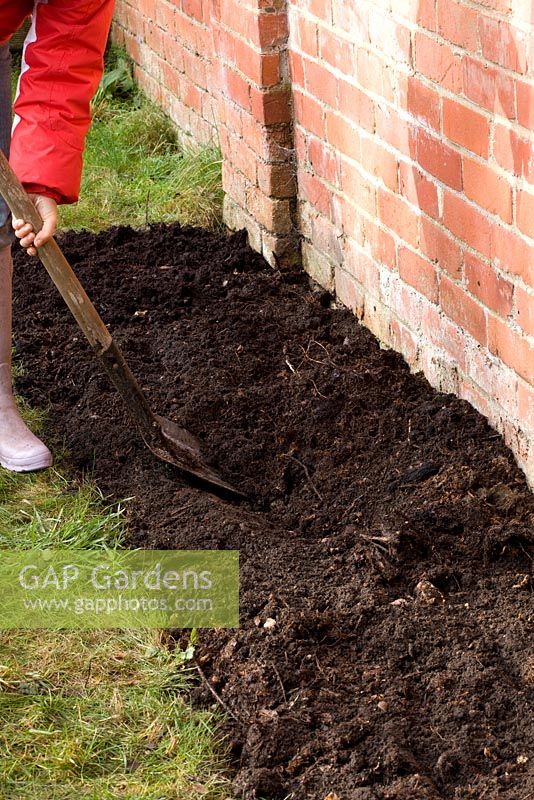 Planting a bareroot raspberry cane fruit bush - preparing soil bed by digging with spade