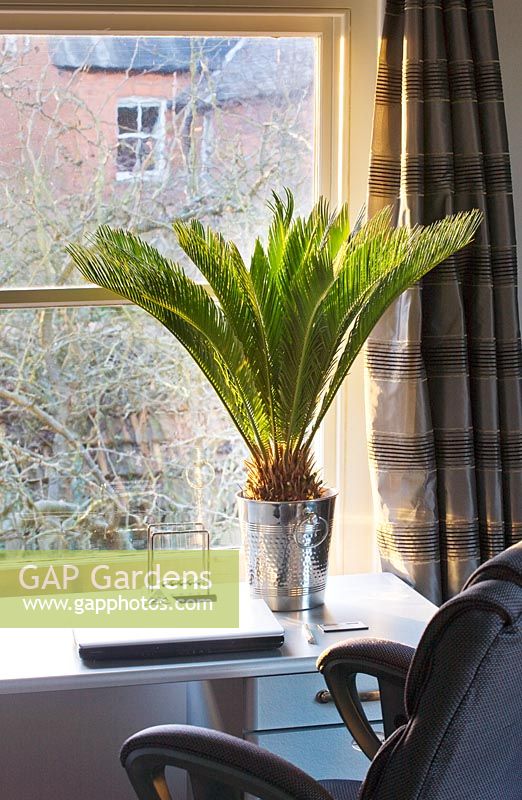 Cycas revoluta in champagne bucket container in home office 