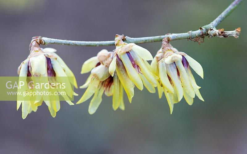Chimonanthus Praecox wintersweet. - Pale yellow flowers 