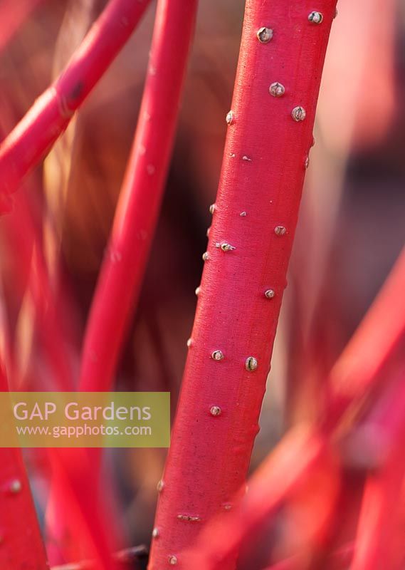 Cornus Sericea 'Coral red' 