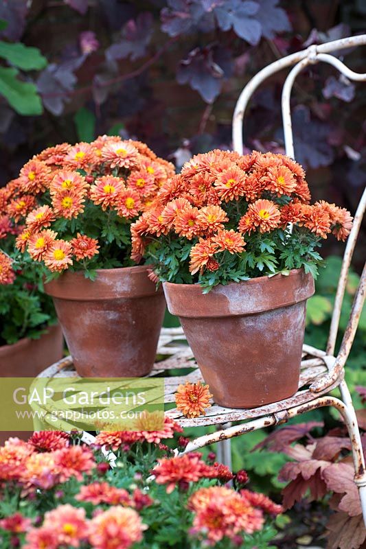 Orange chrysanthemum 'Poppins' in pots displayed on old chair