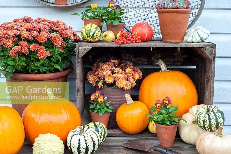 Autumn plants arranged with squashes and pumpkins - including violas and chrysanthemums