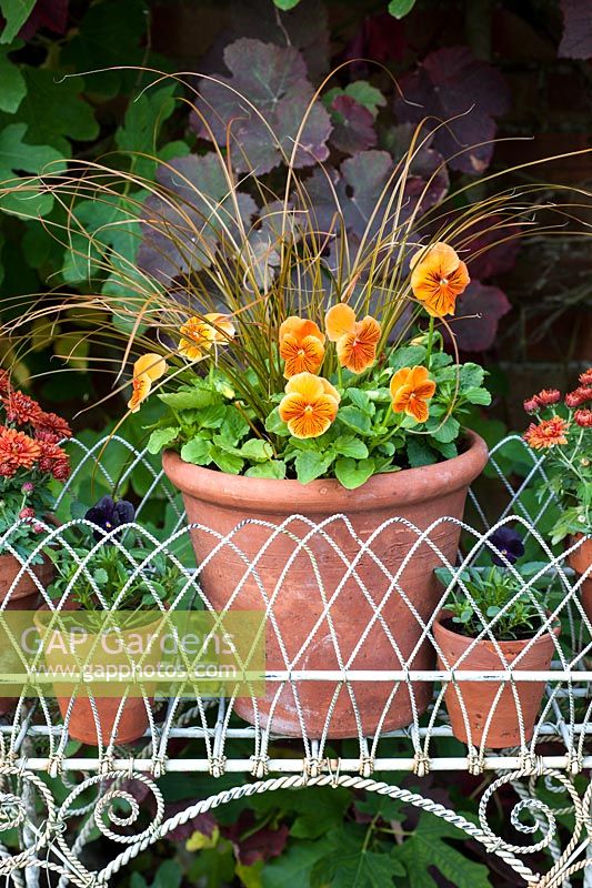 Autumn planted jardinere with containers of Viola 'Cats Whiskers Orange', Chrysanthemum 'Poppins' and Carex testacea
