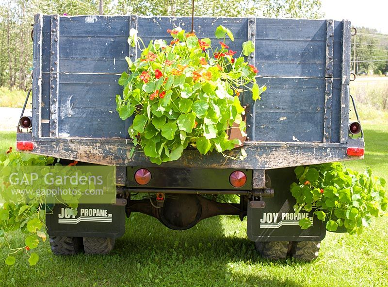 Tropaeolum majus in container on back of truck