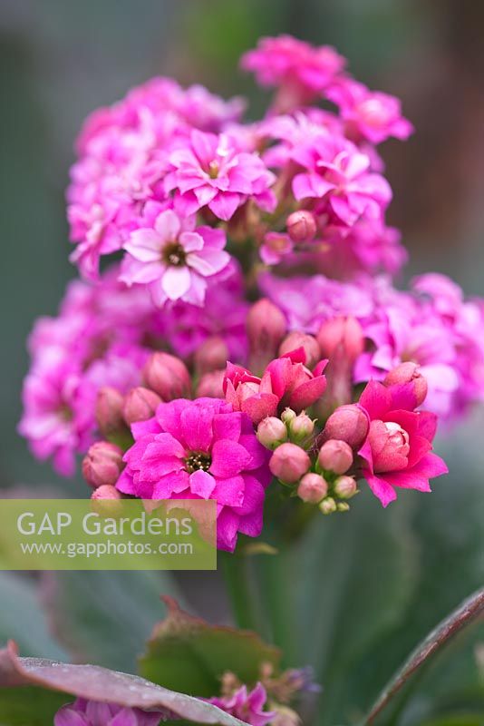 Kalanchoe Blossfeldiana Calandiva series - Houseplant 