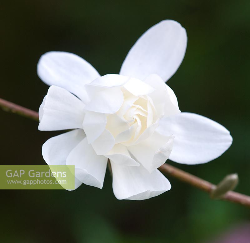 Magnolia x Loebneri 'Wildcat' 
