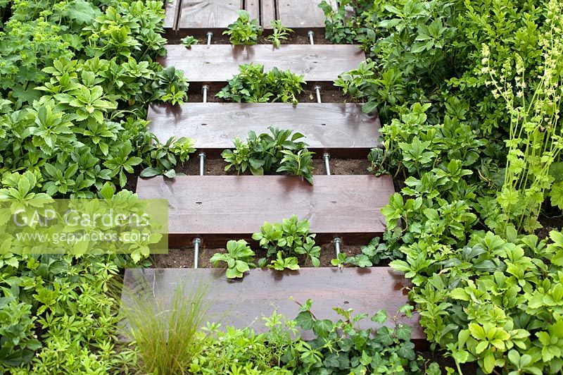 Pachysandra growing alongsie wooden and metal pathway in the 'Nature Lays Claim' Garden, BBC Gardener's World Live 2013