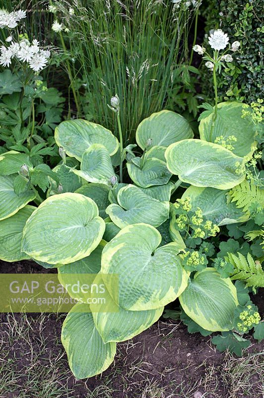 Hosta and astrantia major in mixed flowerbed 'Woke From Troubled Dreams' Garden, BBC Gardener's World Live 2103
