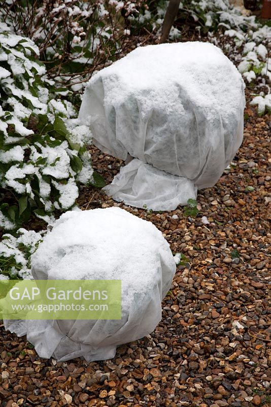 Horticultural fleece covering Echium pininana - Tree Echium or Tower of Jewels 