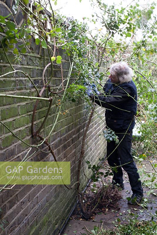 Winter pruning of Rosa 'Red Facade' - untangling long whips - man wearing protective gloves against thorns