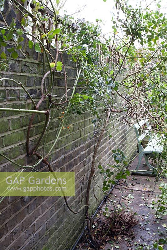 Winter pruning of Rosa 'Red Facade' - untangling long whips