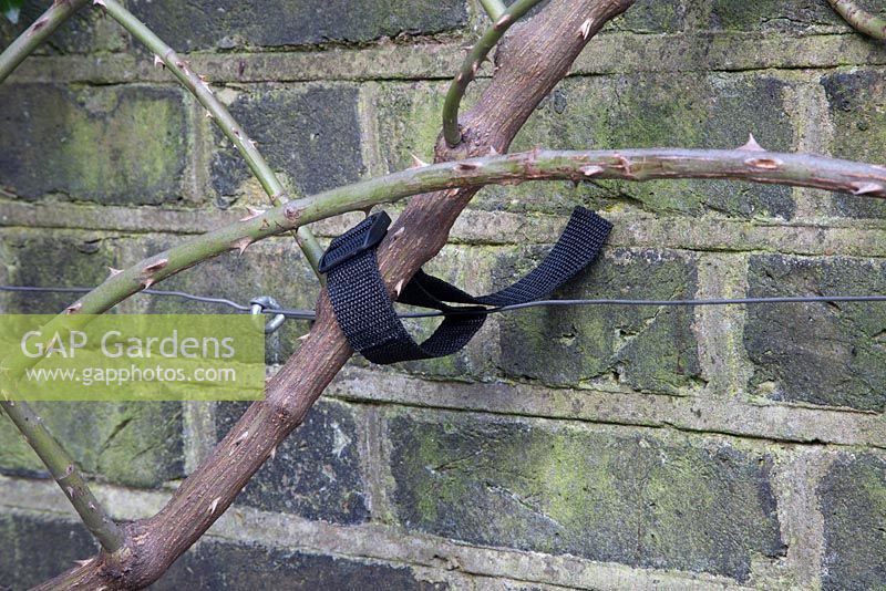 Winter prune pruning of climbing rose variety Rosa Red Facade on brick wall 