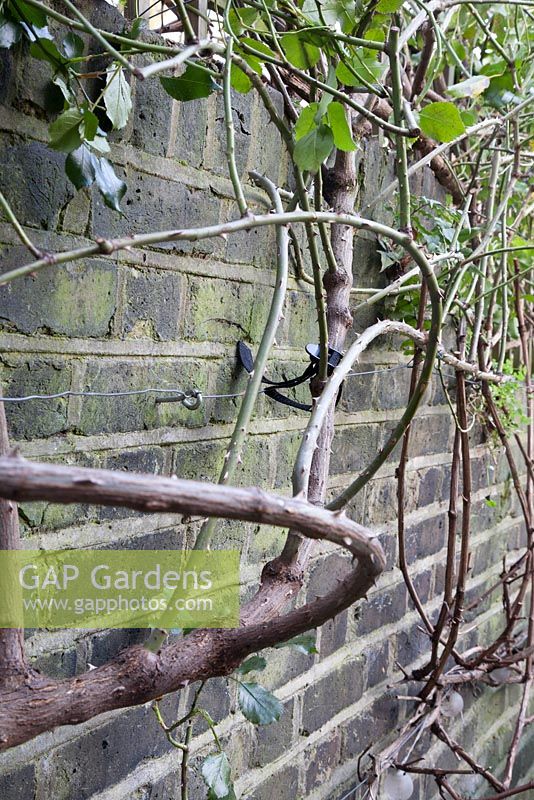 Winter pruning of Rosa 'Red Facade' - stems cut back and tied in with wire and fabric ties
