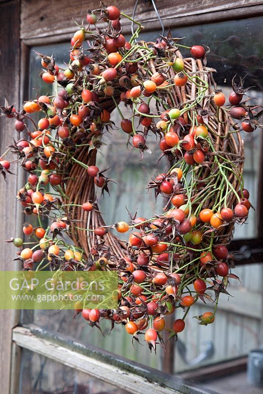 Willow wreath with hips from Rosa 'Red Facade' 