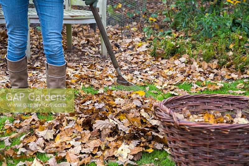 Woman raking fallen autumn leaves