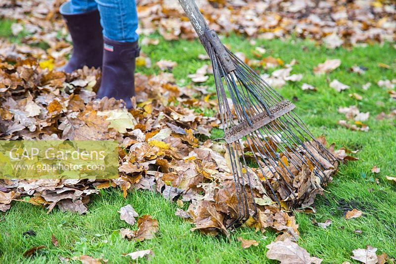 Woman raking garden of fallen autumnal leaves