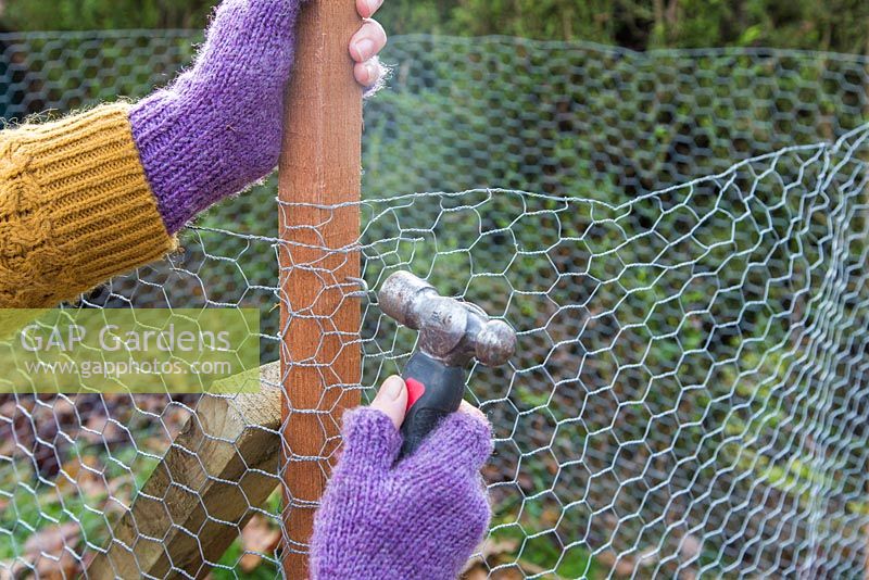 Fixing wire netting to posts. 