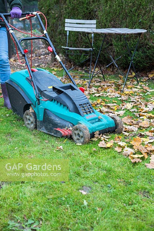 Woman using electric lawnmower to clear garden of fallen Autumnal leaves