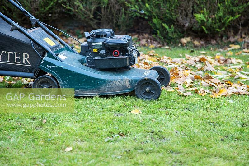 Using petrol lawnmower to clear garden of fallen Autumnal leaves