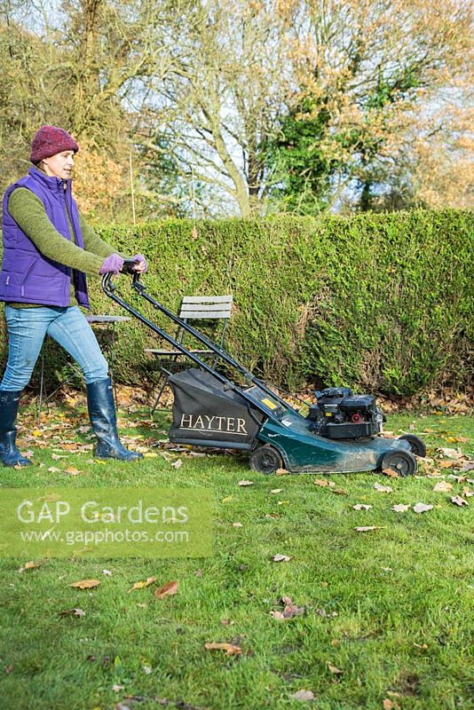 Woman using petrol lawnmower to clear garden of fallen Autumnal leaves