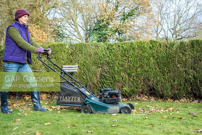 Woman using petrol lawnmower to clear garden of fallen Autumnal leaves