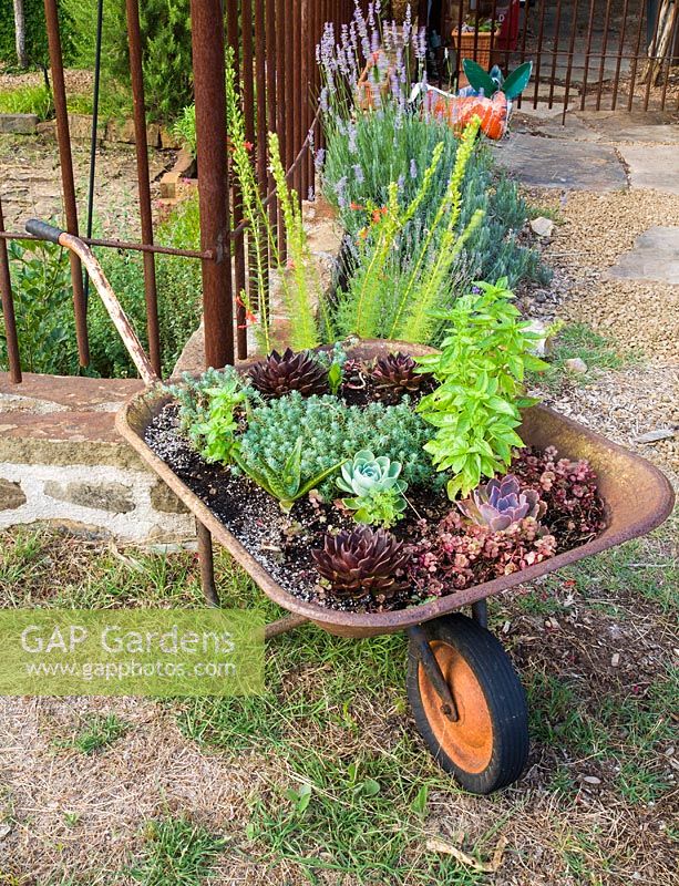Wheelbarrow planted with Ocimum basilicum 'Genovese', Echeveria and Sedum 