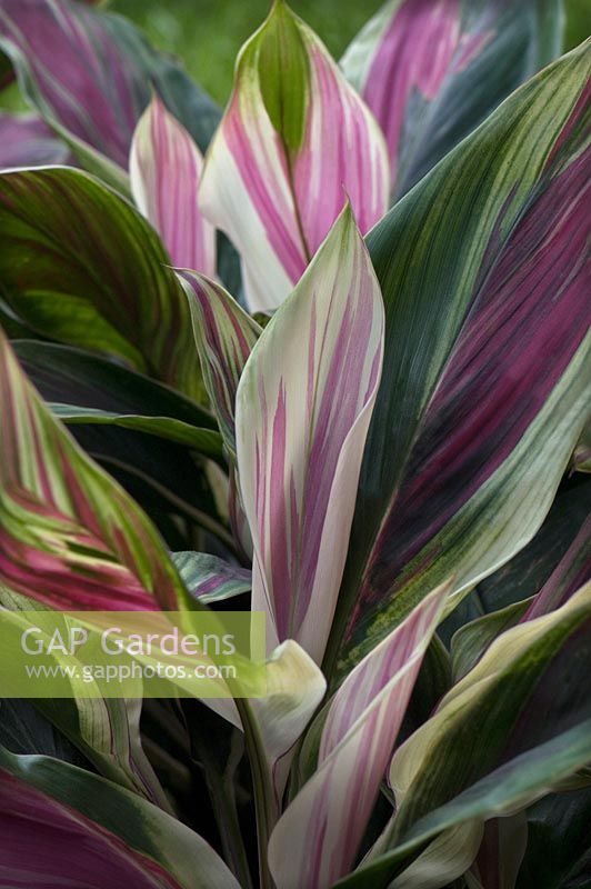 Cordyline fruticosa 'Exotica', Ti-plant