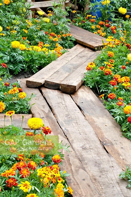 Path of planks between Tagetes, Herbert Smith Garden for Water Aid. Chelsea Flower Show 2013