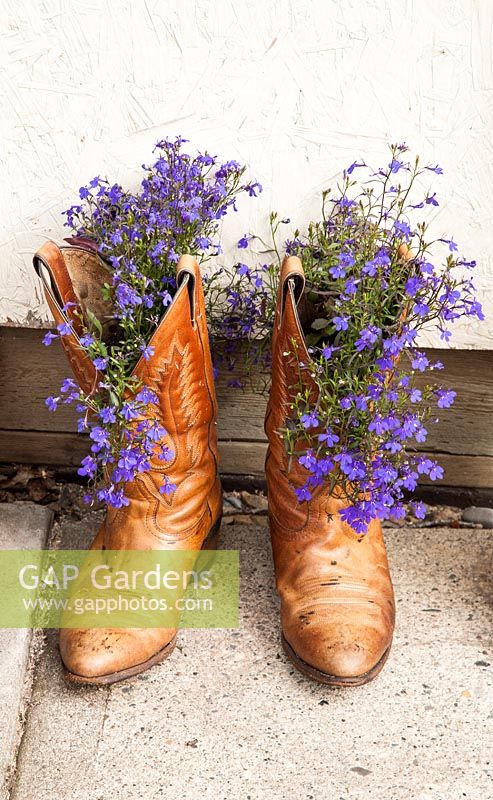 Lobelia planted in cowboy boots 