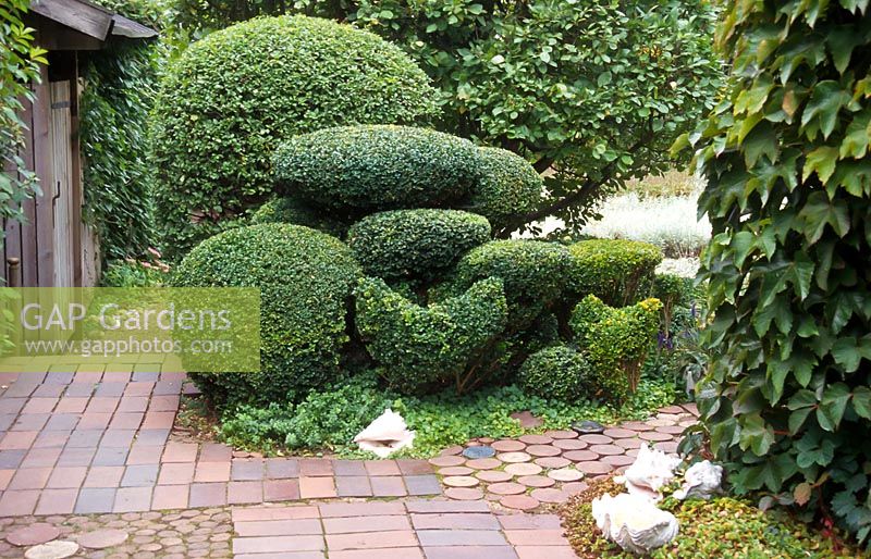 View from the terrace with Buxus sempervirens topiary and Parthenocissus tricuspidata.  The garden of Swedish garden designer and editor Ulla Molin 1909-1997 in Hoganas, Sweden, in 1996 when Ulla Molin was still alive. 
