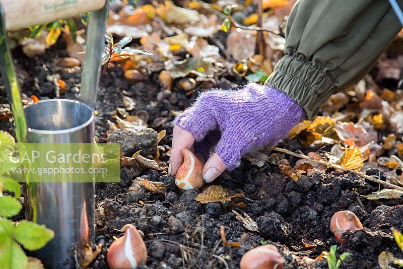 Woman placing Tulipa 'Rococo' bulbs in autumnal border