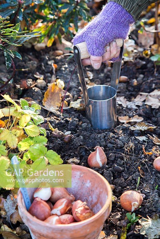 Woman using Hand held bulb planter to dig hole for Tulipa 'Rococo' bulbs