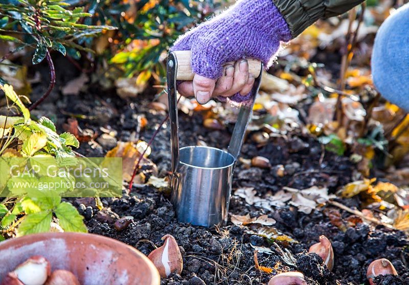 Woman using Hand held bulb planter to dig hole for Tulipa 'Rococo' bulbs