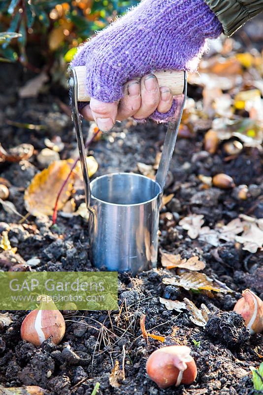 Woman using Hand held bulb planter to dig hole for Tulipa 'Rococo' bulbs